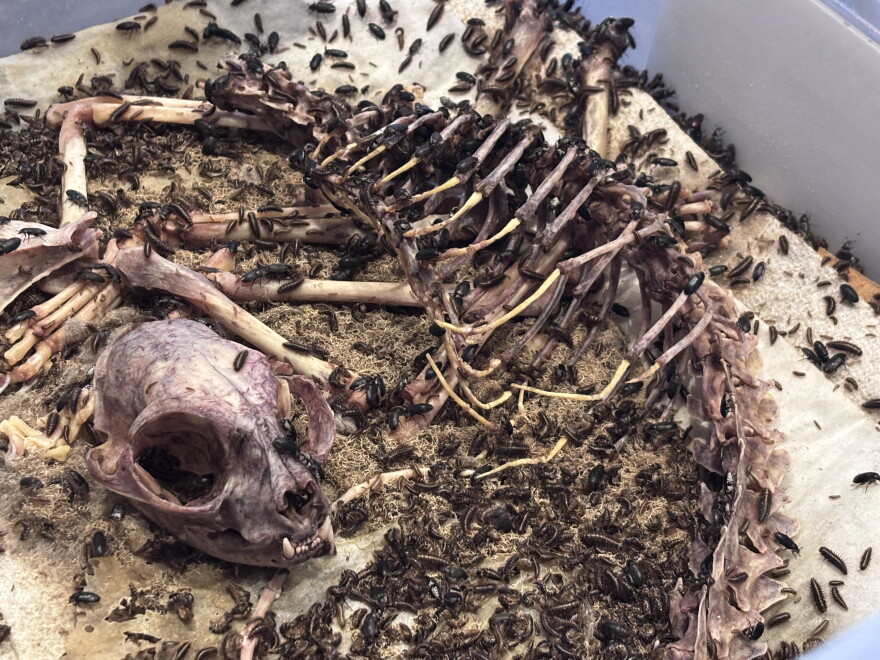 A cat skeleton sits in a box covered in dermestid beetles. The cat is curled up and has a distinct purple shade to it as the beetles clean up what is left from Dzuba's cleaning. There are hundreds of beetles in the container.