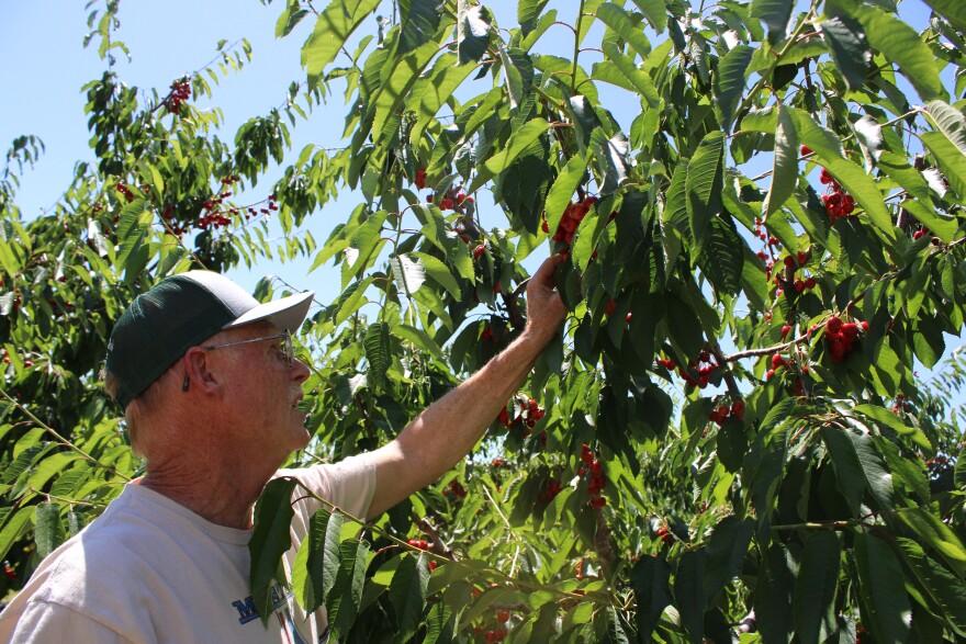 Buena Vista Orchard owner Bruce Johnson stands on his five-acres of cherry trees near Bigfork, MT on July 3, 2025. Johnson's is one of many orchards that relies on migrant workers from Washington to harvest cherries in July.