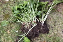 A hosta plant dug out of a garden.