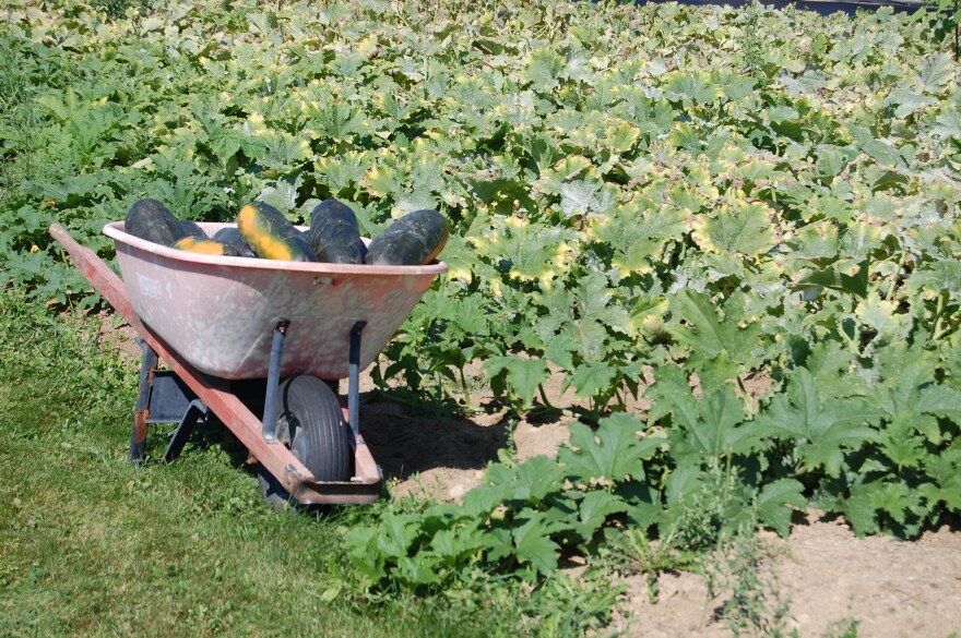 Growing at Green Garden Farm in St. Albans, Maine