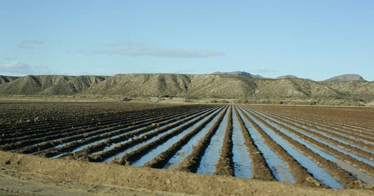 Drought Poses Challenges For Chile Growers In NM
