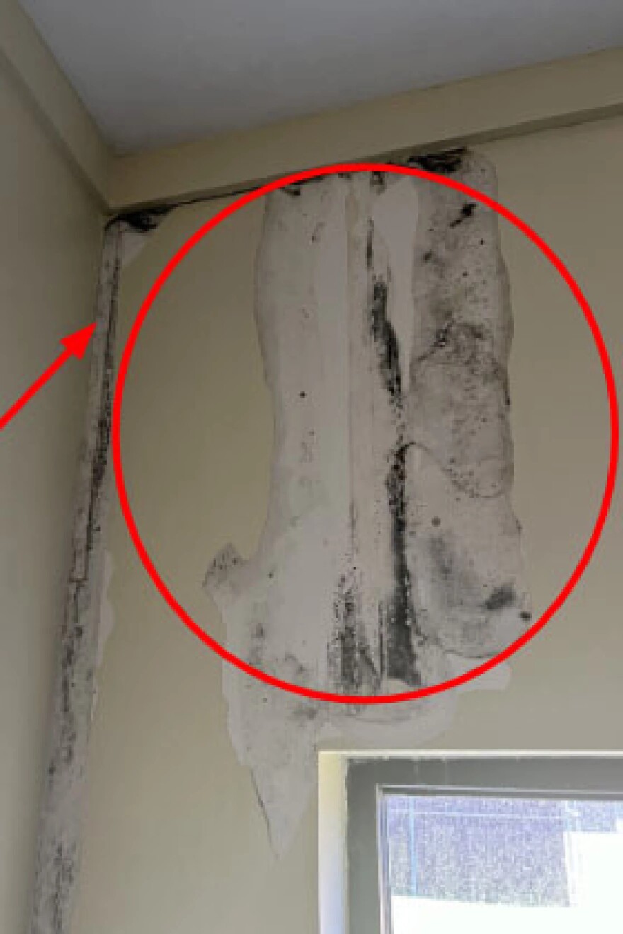 A photo from the Department of Defense Inspector General's report shows mold on the walls of the military working dog kennel facility at Fort Bragg.