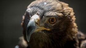  A closeup of a golden eagle's face