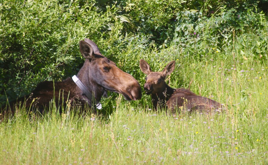 Shiras Moose Calf and Mother 