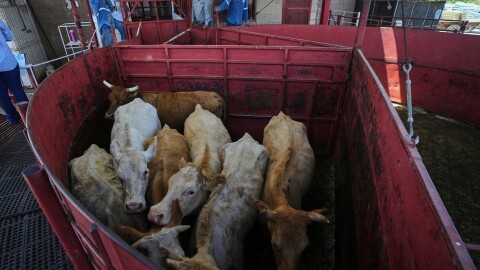 Cows stand fenced in before getting displayed at a cattle auction in Hermosillo, Sonora state, Mexico, on July 29, 2025.