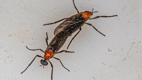 closeup of love bug (s) 