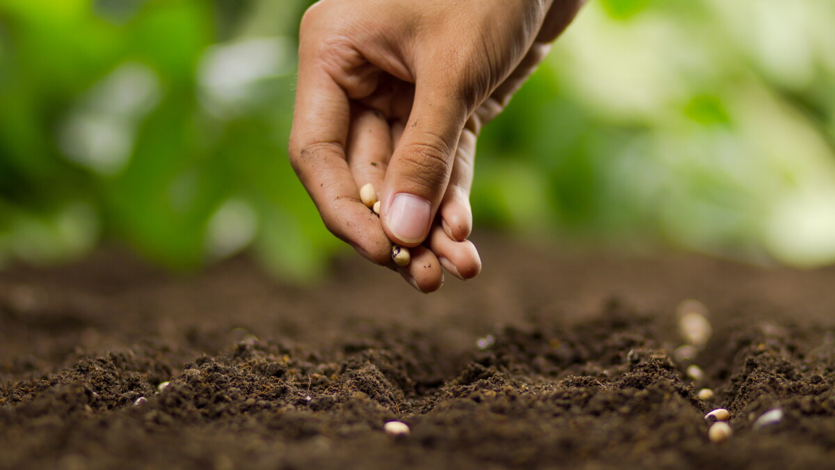 Leon County grows its Fall Seed Library with 120,000 seeds available - Vimarsana News