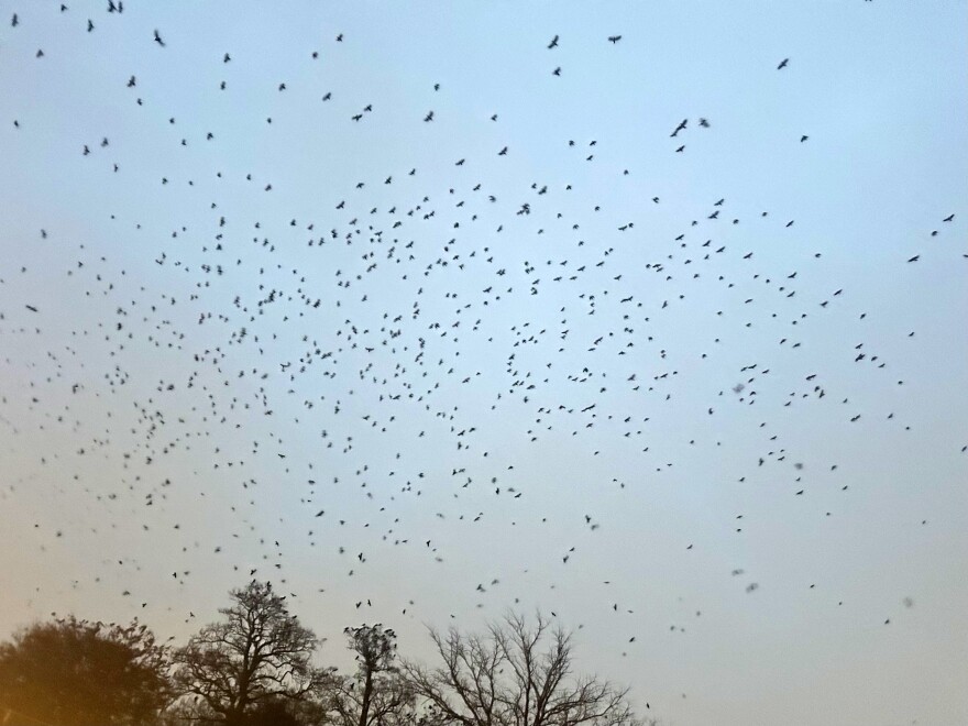 This year, the city of Galesburg is trying something new to deter crows from the downtown area.