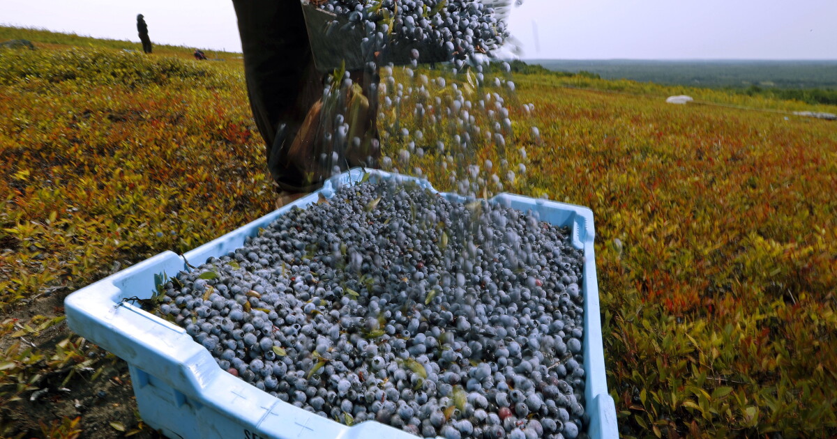 Trump administration to exempt Canadian products used by Maine farmers from tariffs