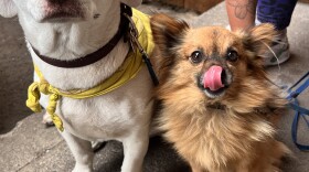 Two dogs stand patiently by a water bowl. The dog on the left is a comely white short-haired pup and the dog on the right is fluffy with tan fur, and is captured mid-mlem. 