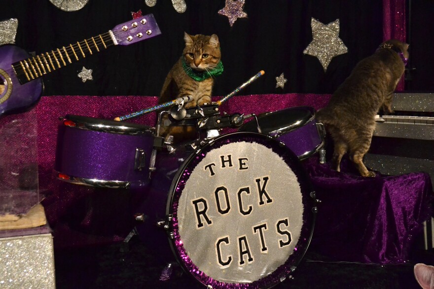 cat rockband
