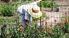Woman bending down to tend to a garden