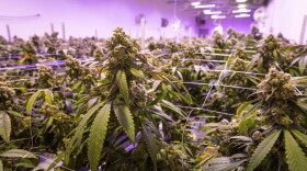Marijuana plants growing under a purple light in a lab in Joliet, Illinois. 