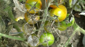 Water-saturated soils deprives plants of needed oxygen and makes them more susceptible to disease.