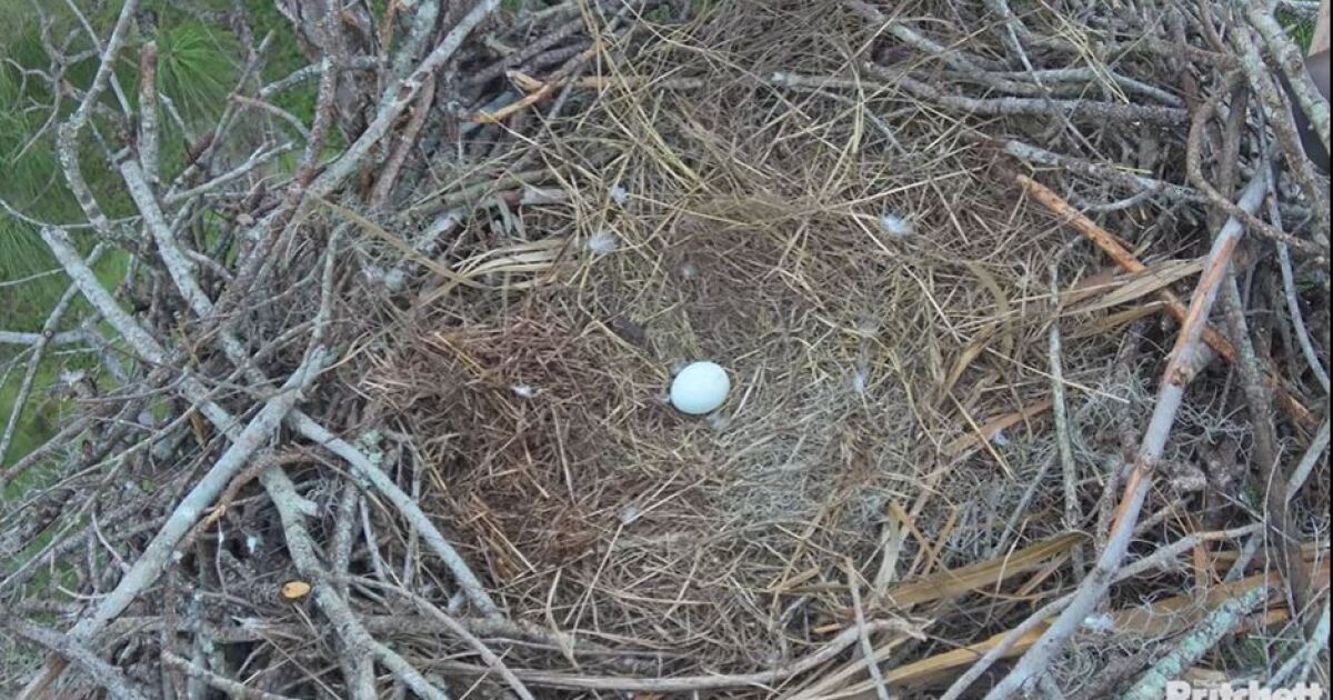 Egg confirmed Friday at North Fort Myers eagle nest of M15 and F23