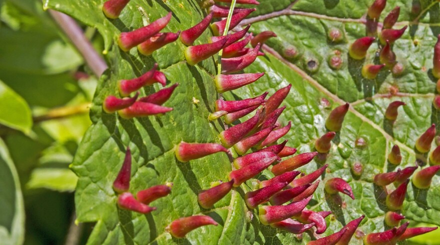 Grape Tube galls - Schizomyia viticola