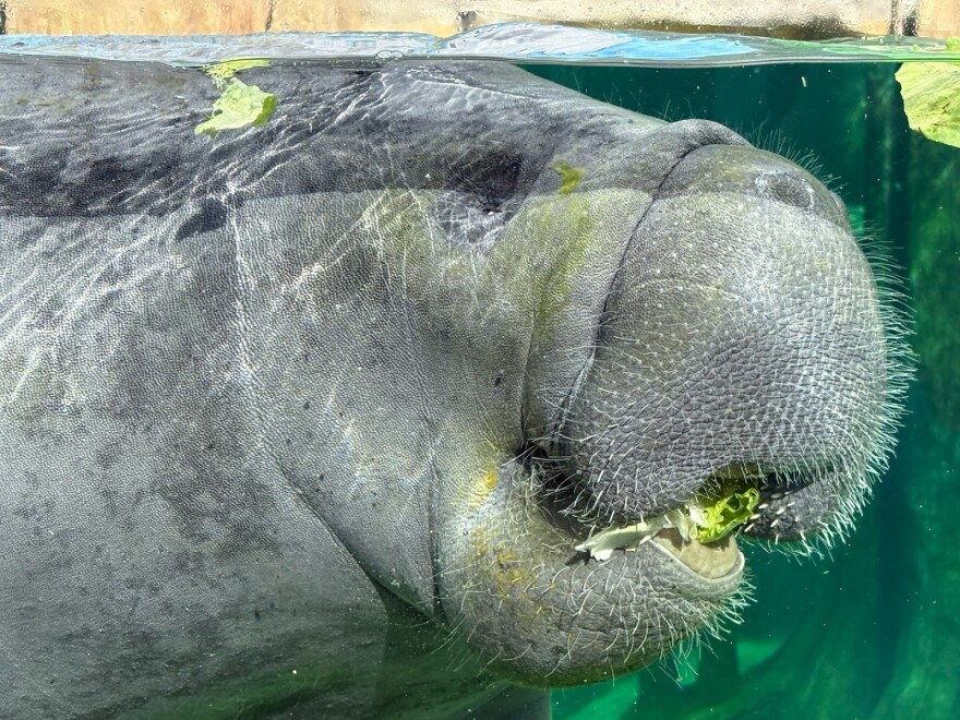 A closeup of a manatee eating lettuce.