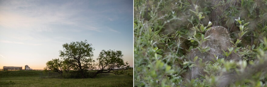 Left: Trees at Davidson-Littepage Cemetery. Right: A headstone is almost covered with grass.