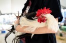 Evie Gholson, 18, holds her 3-year-hold rooster “Napoleon III” ahead of showing the bird on Wednesday, July 24, 2024, at the St. Charles County State Fair in Wentzville.