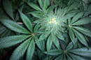 Marijuana hero
