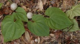 Air potatoes are among the targeted invasive species that can spread rapidly without human help, dominate native species and cause harm to the environment. (Photo courtesy of UF/IFAS)