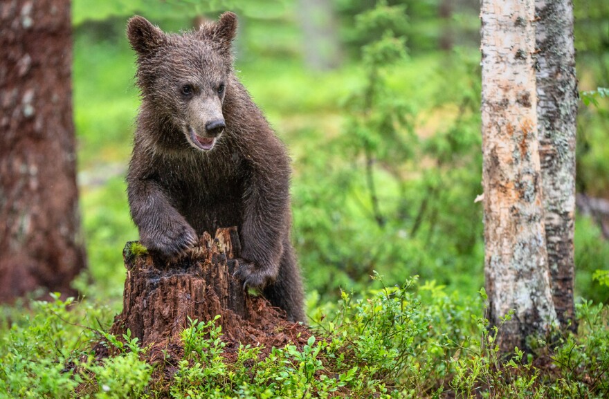 Increasing sightings of bears around the Missoula, Bitterroot and Blackfoot  valleys, NonStop Local Missoula