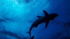 A black-tip sharks is seen swimming during near Durban, South Africa (Photo by Michele Spatari/ AFP via Getty Images) 