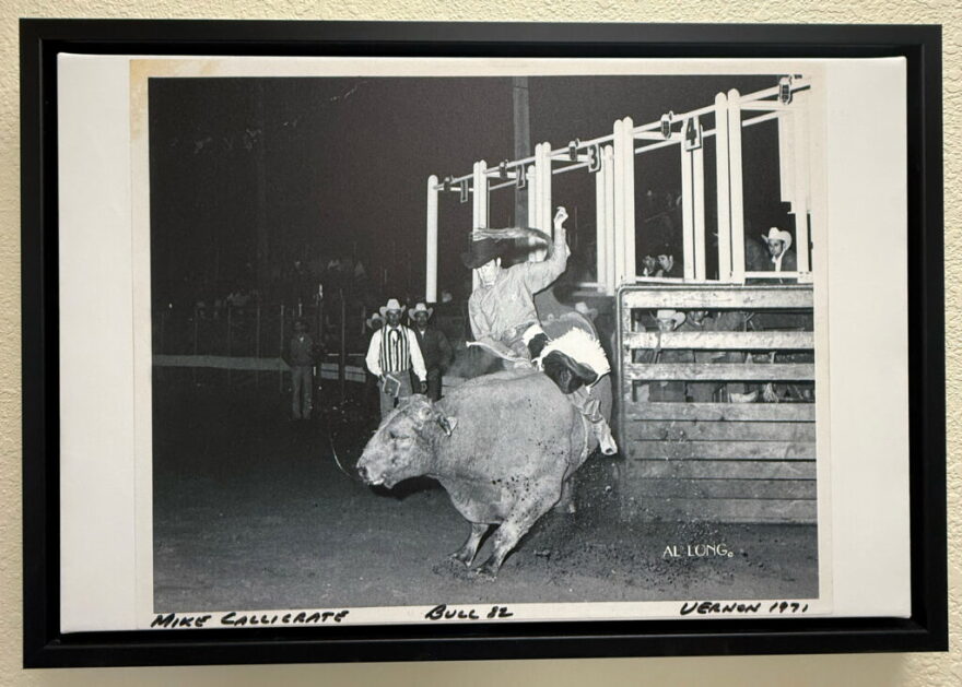 A photograph of an old black-and-white framed photograph, of a man riding a bucking bull out of the gate.
