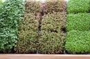 Microgreens are harvested once the true leaves form. All you need to grow microgreens is a bright room.