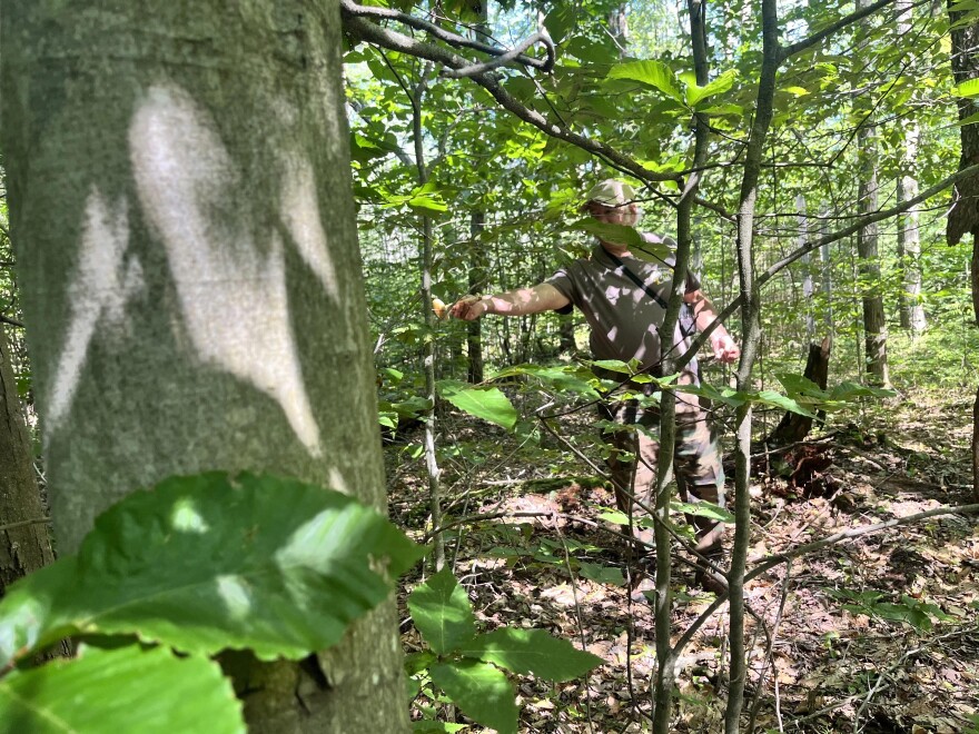 A man stands among trees as he looks for wild mushrooms.