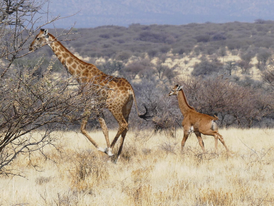 Graff E Another spotless giraffe has been discovered — this time, on a reserve ...