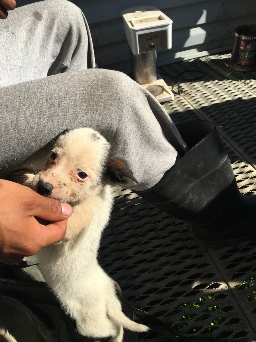 Brian and one of his puppies get ready to go home.