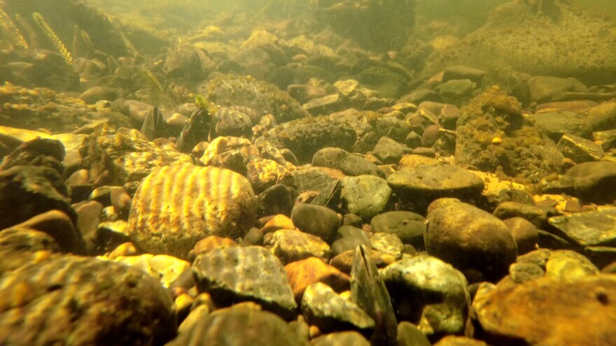 Lots of mussels at the Cottonwoods survey site on the Middle Fork of the John Day River.