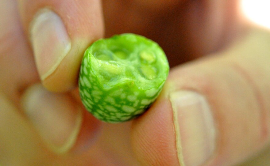 A look inside the cucamelon, the cutest vegetable around.