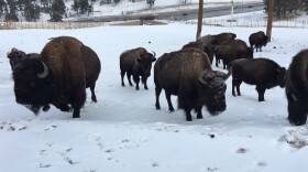 Several bison stand in the snow in a field next to a road