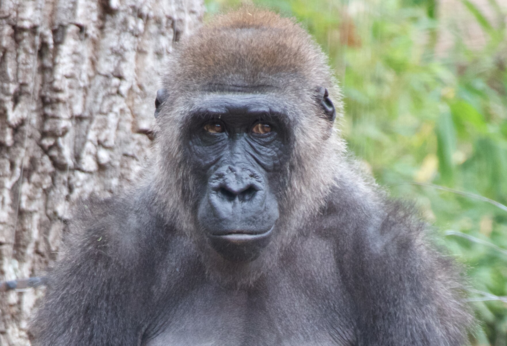 Weird Science: Citizen science and monkey sweat help NC researcher ...