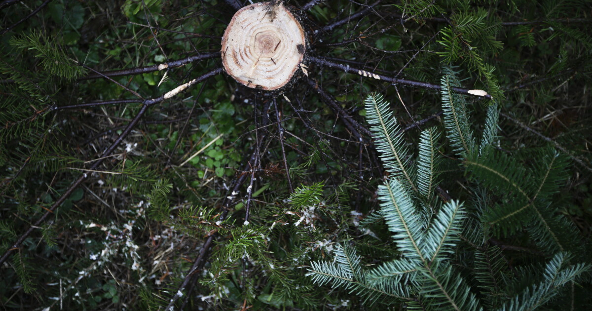 Here's how to recycle your live Christmas tree | Ideastream Public Media