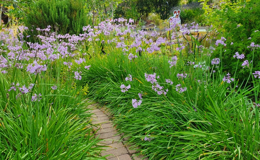 Society Garlic has a beautiful garlic odor as you walk through the patch.