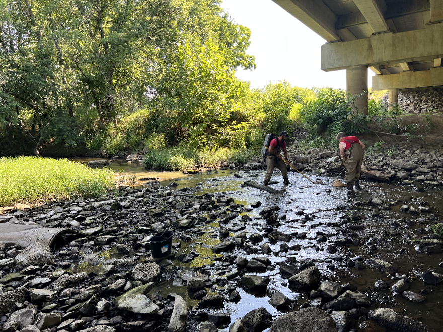 Carter and Shockley electrofish in Pryor Creek.