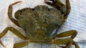Invasive Green Crab.