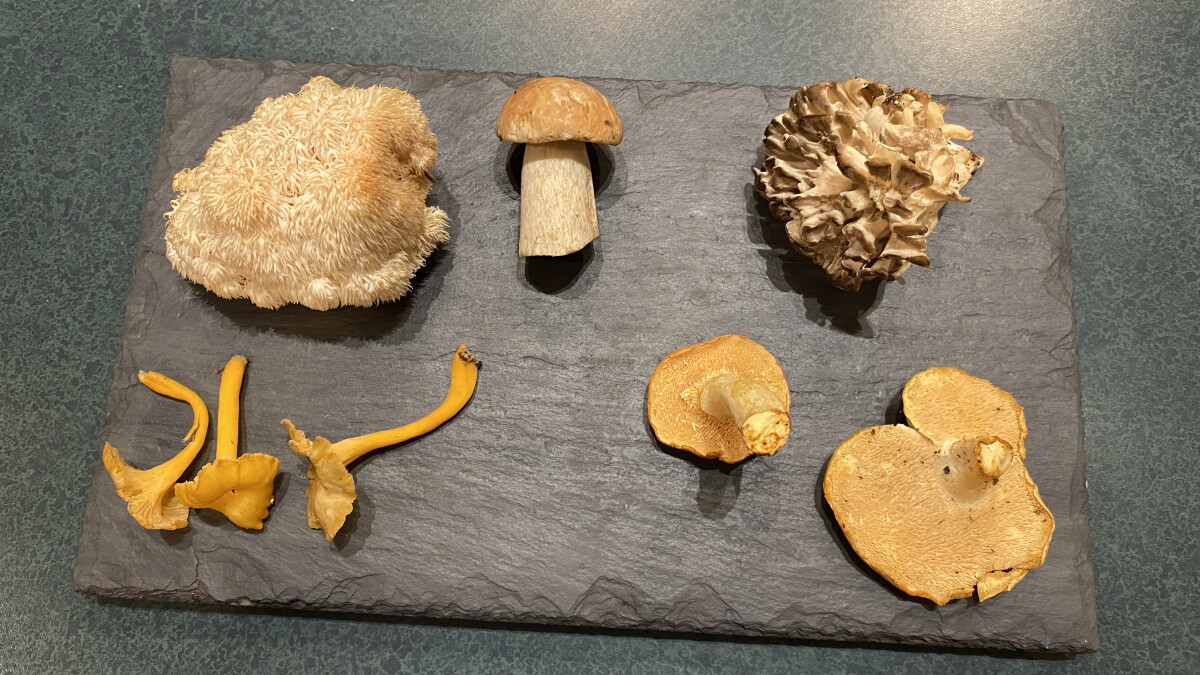 The in and outs of mushroom hunting in Vermont