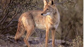 coyote11