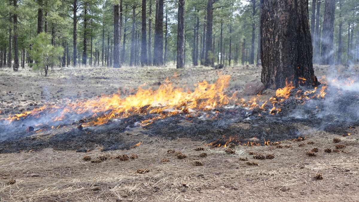 Two small, lightning-caused wildfires present forest restoration opportunities - Vimarsana News