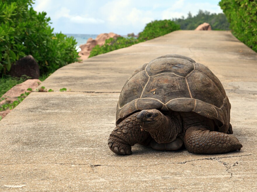 What happens when musicians slow the music way down?