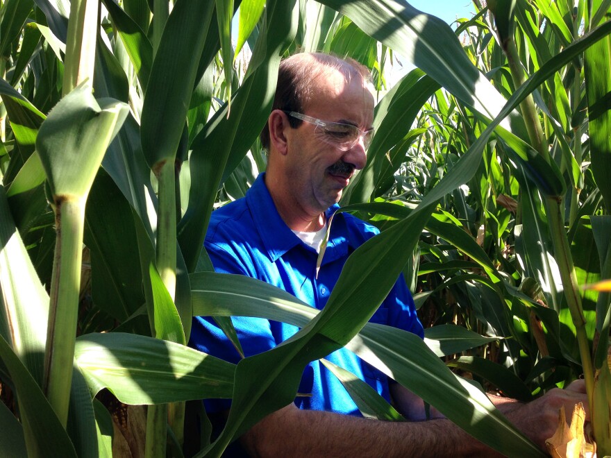 Stephen Denys, an executive at a small seed company, is conducting an experiment with neonic-coated seeds.