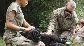 Members of the 44th Medical Brigade work with a robotic dog manikin during a Tactical Combat Casualty Care exercise at Fort Bragg, N.C., July 14, 2026. The medics are being trained to provide battlefield care for wounded military working dogs.