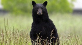FILE -An adult black bear looks over tall grass in Tualatin, Ore. 