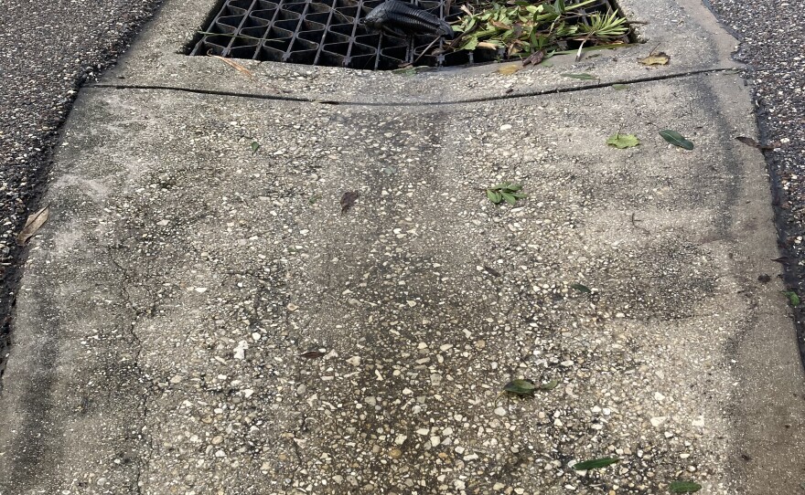 Stranded fish at Lakewood village community in Punta Gorda.
