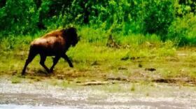 Lone bison spotted between Aniak and Kalskag. (Photo courtesy of Marco Nichelson)