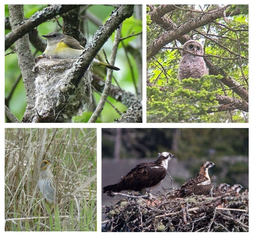 American Redstart nesting; fledgling barred owl; osprey parents and chicks in nest; saltmarsh sparrow